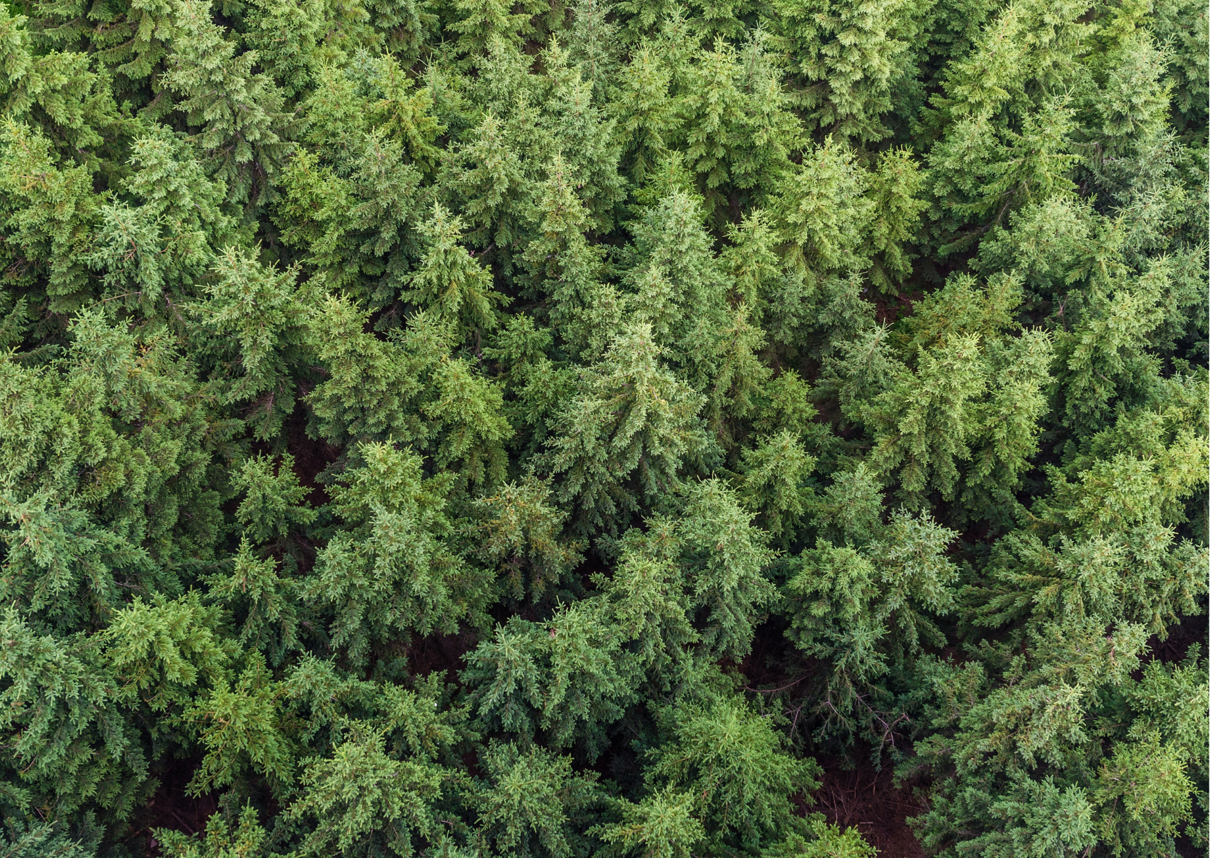 arial view of a dense forest full of pine trees 