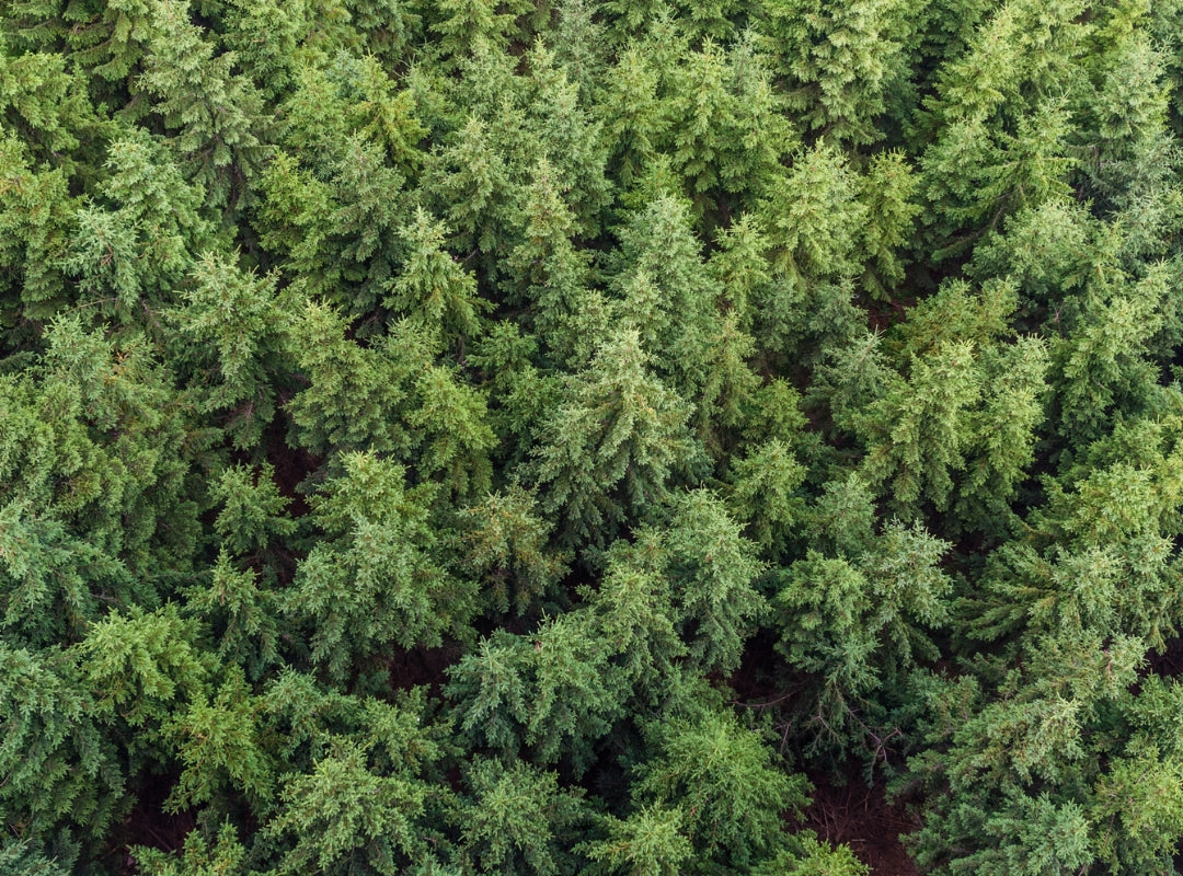 Aerial view of a dense forest with green trees