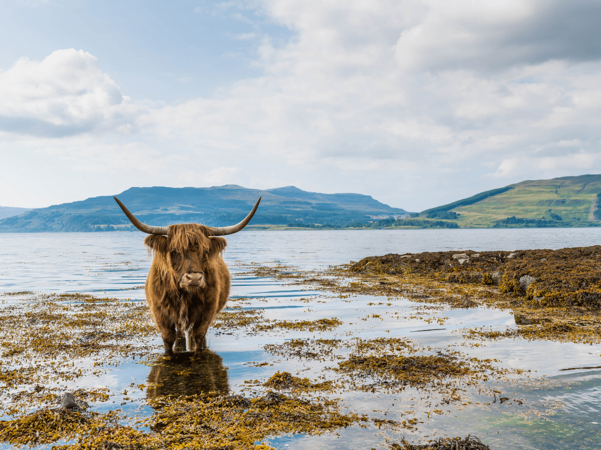 a highland cow looking towards the camera standing in the water with hills in the background