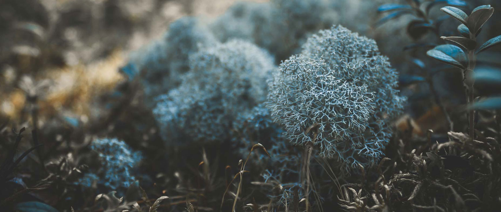 forest floor displaying blue toned moss sprigs with trees in the background 