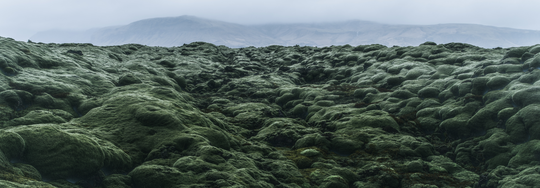 Ingredient Profile: Icelandic Moss