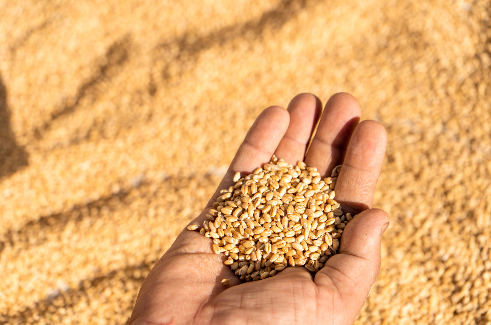 Ingredient Profile: Hydrolysed Wheat Protein