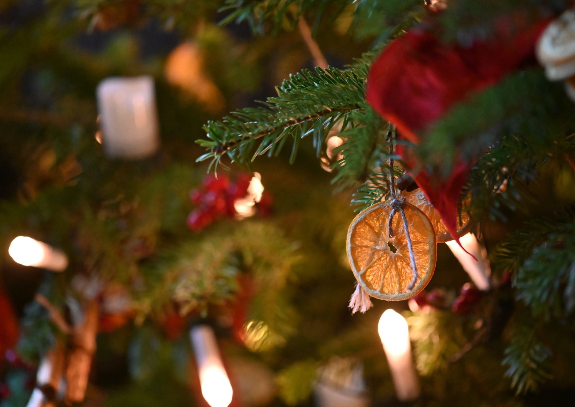 A close up of a dried orange hanging on a Christmas tree. the orange is in focus with some blurred lights in the background.