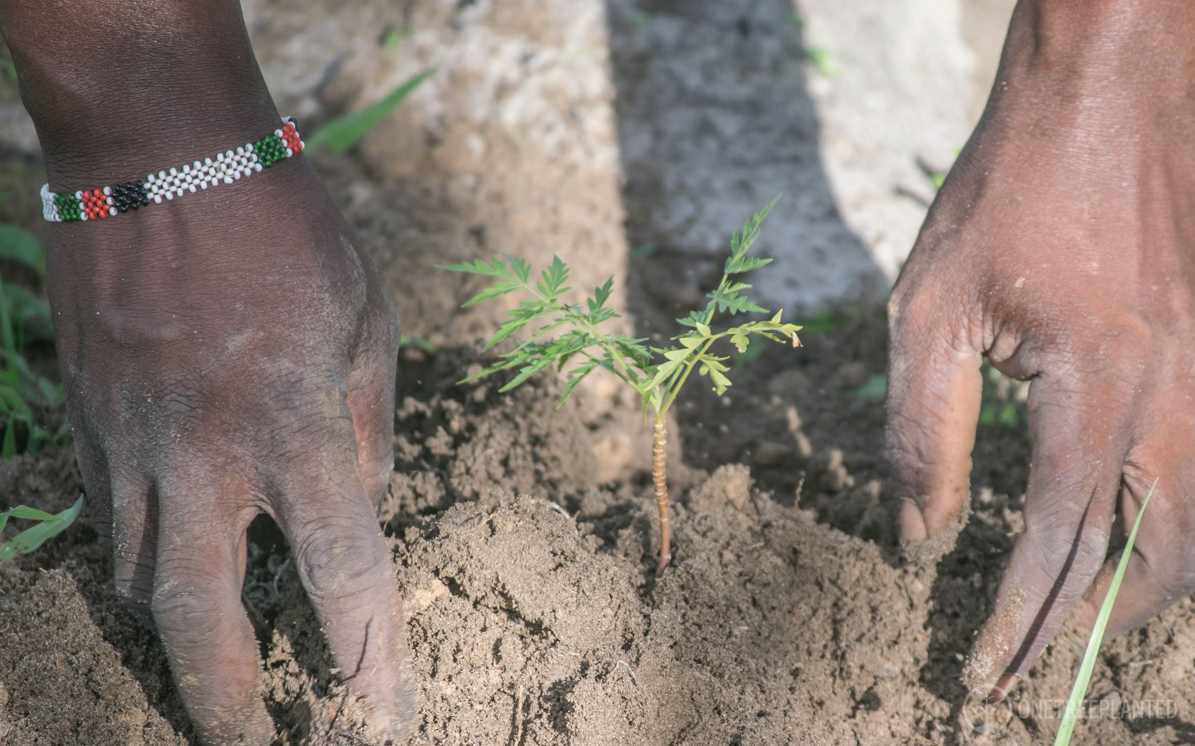 One Tree Planted – Offsetting Carbon Emissions