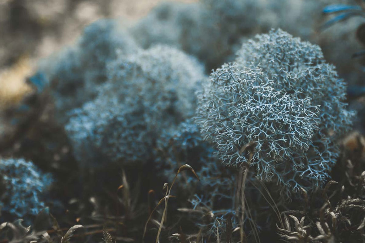 icelandic moss with a blue hue colour 
