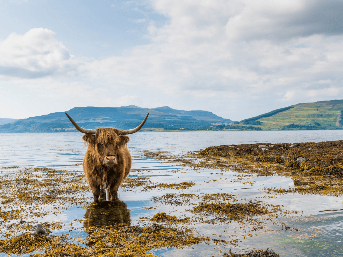a highland cow looking towards the camera standing in the water with hills in the background 