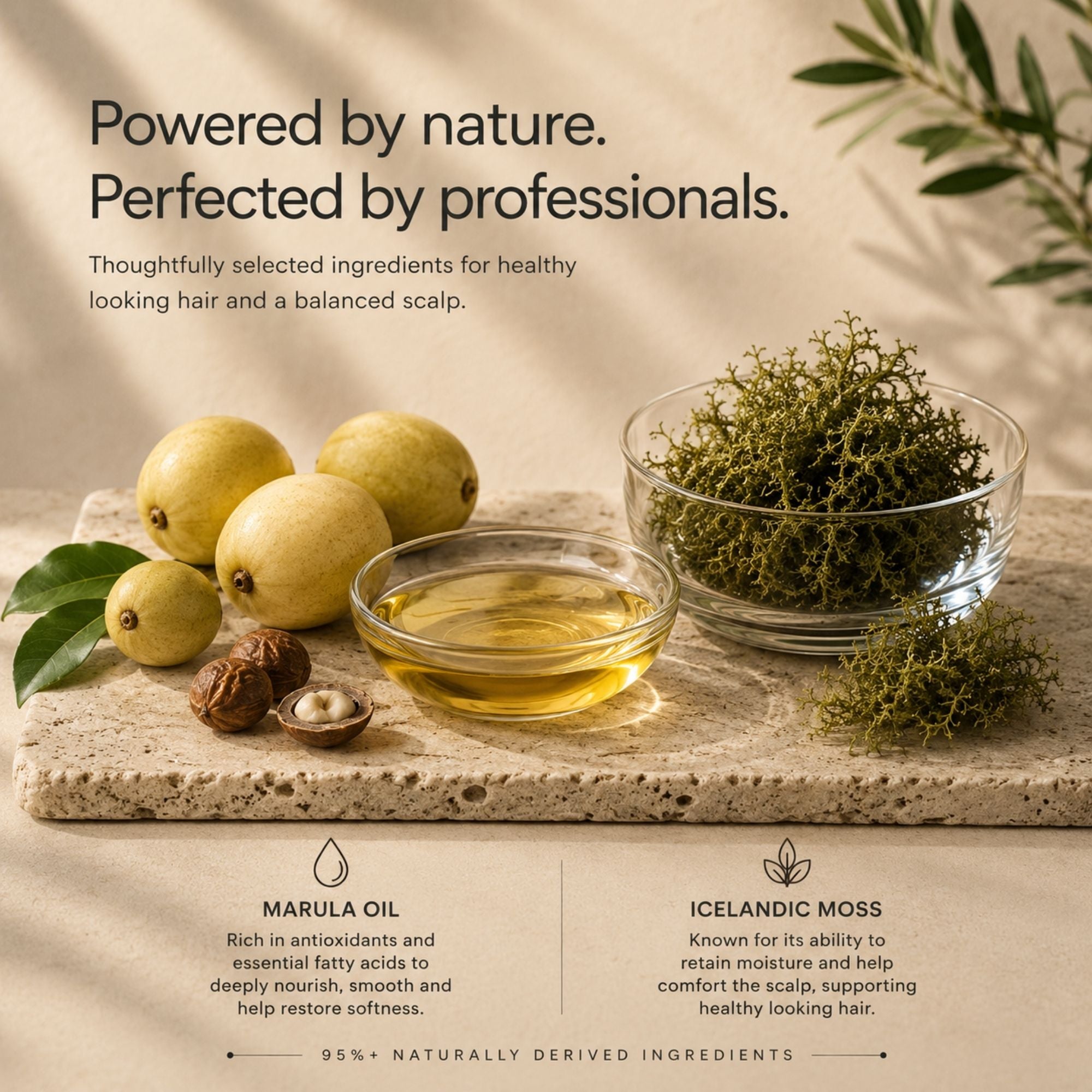 A styled product marketing graphic for hair care ingredients. On a beige stone slab, a small glass bowl holds golden marula oil, next to a glass bowl of dried green Icelandic moss and whole marula fruits with a walnut.