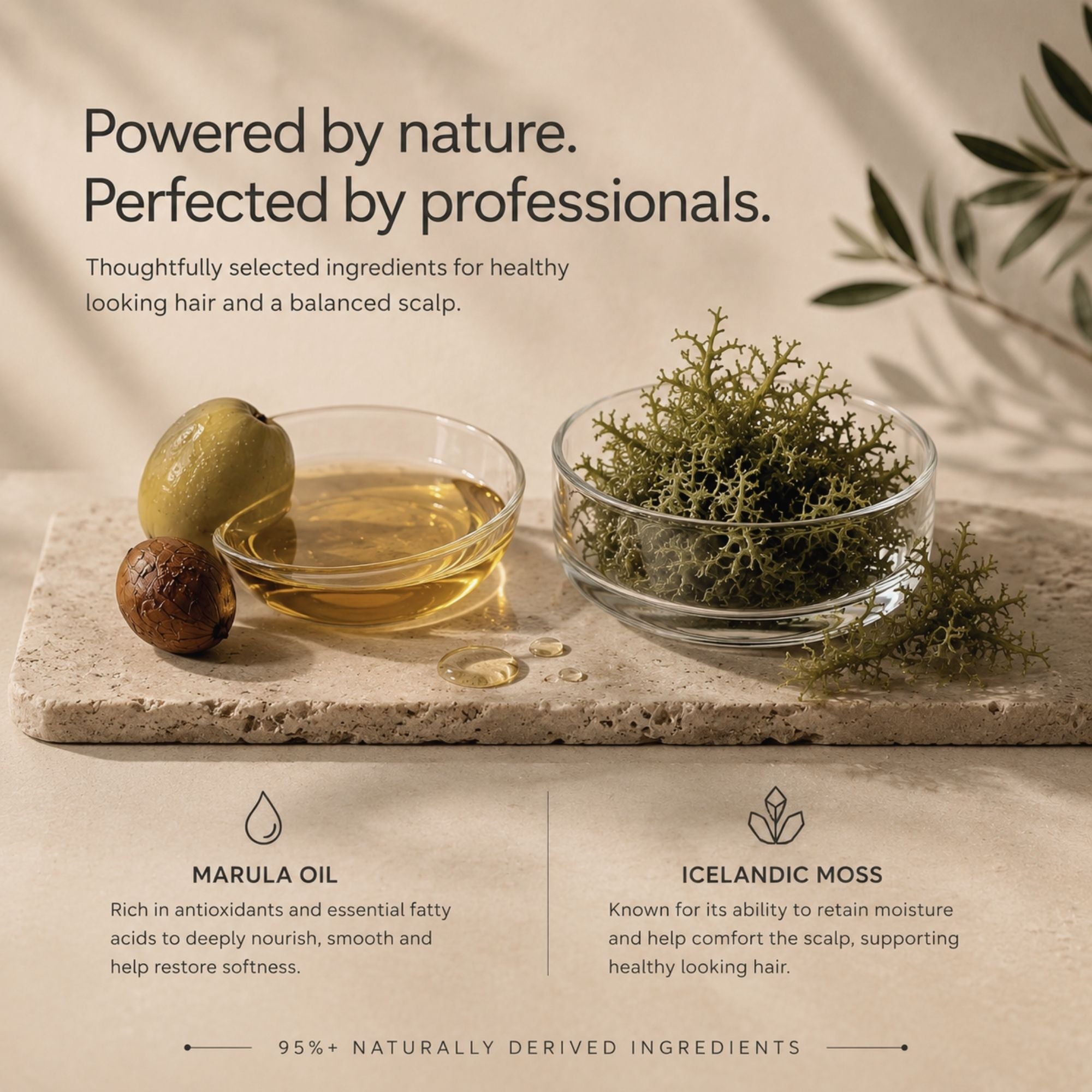 Promotional graphic for hair and scalp care ingredients, featuring marula oil in a glass bowl, Icelandic moss in another glass bowl, an olive, and a nut on a stone slab. Text reads 'Powered by nature.